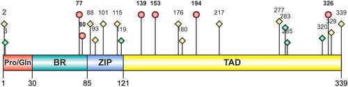 Figure 2. Distribution of positive selective pressure sites in the meq oncoprotein. The proline-glutamine-rich (pro/gln), the basic region (BR), the leucine zipper (ZIP), and the transactivation domain (TAD) are indicated. Pins with yellow and green diamonds indicate the sites under pervasive or episodic positive selection, respectively. Pins with red circles indicate the sites under pervasive positive selection detected in Brazilian strains.