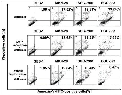 Figure 7. Blockade of AMPK/mTOR cascade partially antagonizes metformin-induced apoptosis in human gastric cancer cell lines. (A-D): Cells were treated with 5 mM metformin for 48 h and then stained with Annexin-V-FITC and PtdIns as described in Materials and methods. Apoptosis was analyzed by flow cytometry. (E-H): AMPK expression of cells was abrogated by siRNA against α-1/α-2 AMPK isoforms prior to 48 h incubation in 5 mM metformin, and then stained similarly with Annexin-V-FITC and PI. Apoptosis was analyzed by flow cytometry. (I-L): Cells were induced to overexpress p70S6K1 before the metformin treatment as detailed in Materials and methods, and then stained similarly with Annexin-V-FITC and PtdIns. Apoptosis was analyzed by flow cytometry. Percentage represents positive cells for Annexin-V-FITC and PI. Representative image of 3 independent experiments is shown.