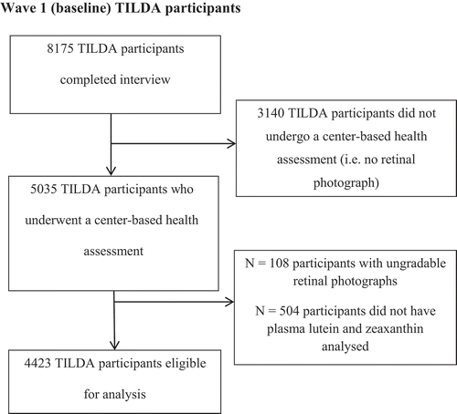 Figure 1. The Irish Longitudinal Study on Ageing (TILDA) participants included in this investigation. Photographs were judged as ungradable based on a priori criteria of photographic quality. The phenomenon of participants without plasma concentration of lutein and zeaxanthin was attributable to one of the following: participant did not consent to give a blood sample, a failure to perform a venepuncture at the time of the health assessment, insufficient sample for carotenoid analysis or sample lost during carotenoid extraction/analysis.