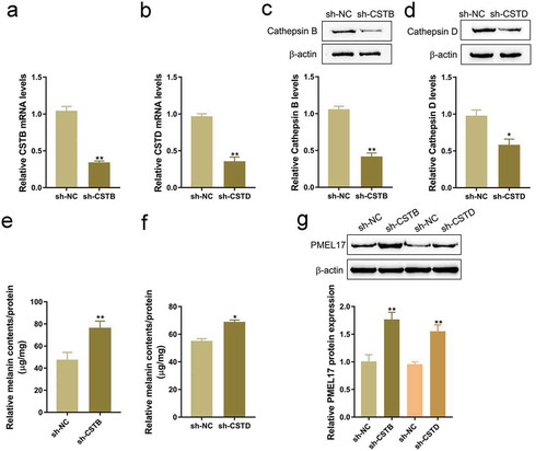 Figure 3. Effects of Cathepsin B or Cathepsin D knockdown on ISO-induced melanin reduction.