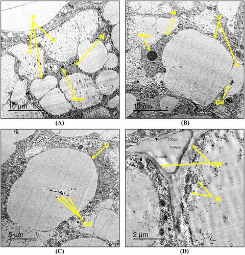 Figure 7. Transmission electron micrographs of root tip cells of maize treated with 130 mg kg−1 Cd2+ (A–D) showing N: nucleus, Nue: nucleolus, M: mitochondria, V: vacuole, CW: cell wall and Cd: cadmium deposition. Bars A – 10 µm; B – 10 µm; C – 5 µm; D – 2 µm. Magnification A – 500×; B – 500×; C – 800×; D – 2000×.