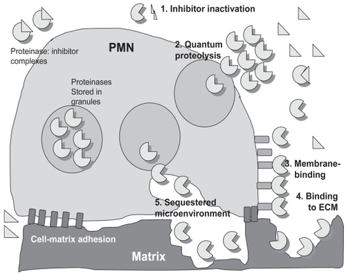Figure 4 Mechanisms by which proteinases circumvent proteinase inhibitors in the extracellular space to cause lung injury in COPD. PMN store preformed proteinases within intracellular granules, and proteinases are released into the extracellular space when pro-inflammatory mediators induce PMN degranulation. Proteinases freely released by PMN are inhibited when they form complexes with extracellular inhibitors. However, proteinases can circumvent inhibitors by: 1) cleaving or degrading inhibitors; 2) being released at very high concentrations into the extracellular space, thereby overwhelming inhibitors; 3) binding to cell membranes in inhibitor-resistant forms; 4) binding to matrix substrates in inhibitor-resistant forms; or 5) being released into sequestered microenvironments formed by tight adhesion of PMN to ECM into which diffusion of large inhibitors is impaired.