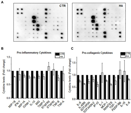 Figure 2 Reduced secretion of pro-inflammatory cytokines upon exposure to HA particles. Primary HDFs were exposed to HA particles at the administered dose of 300 μg/mL to study the release of pro-inflammatory cytokines. (A) Representative cytokine array blots showing the levels of various pro-inflammatory cytokines secreted by untreated HDFs (CTR) or HDFs exposed to HA particles for 3 days. (B) Graph shows the levels of different pro-inflammatory and (C) pro-collagenic cytokines secreted by CTR or HA exposed cells for 3 Days. Quantitative values are expressed as means ± SEM, n = 2.