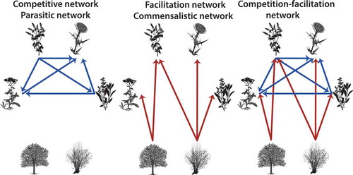 Figure 2. Types of plant networks. Competition-facilitation networks are composed by both competitive (blue) and facilitative (red) interactions. Competitive or parasitic networks are composed only by negative interactions, while facilitation and commensalistic networks are composed only by positive interactions.