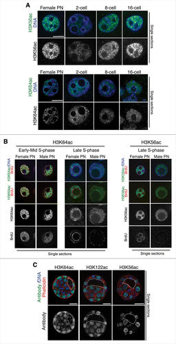 Figure 4. Relationship between H3K56ac or H3K64ac and S-phase progression. (A) Higher magnification of a representative female pronucleus or nuclei from 2-, 8-, or 16-cell stage embryos stained with the H3K56ac or the H3K64ac antibody. Shown are merge images of single confocal sections. Scale bar is 12 μm. (B) Zygotes were subjected to a BrdU pulse for 30 min during early/mid or late S-phase and processed for immunostaining with an anti-BrdU and an anti-H3K64ac (left) or an anti-H3K56ac (right) antibody. Representative zygotes of 10 analyzed at different stages of S-phase derived from 3 (H3K56ac) or 2 (H3K64ac) independent experiments are shown. Note, that the late replication pattern is characterized by BrdU incorporation at the satellite sequences around the NLBs and remaining BrdU at the peripheral nuclear regions. Shown are single sections of Z-stack sections taken every 0.5 μm where the diameter of the male pronucleus is maximal. Male and female pronuclei are shown. Scale bar is 12 μm. (C) Middle section of an early blastocyst stained with the H3K64ac, the H3K122ac, or the H3K56ac antibody. Shown are the merge images of the green (antibody), blue (DAPI), or red (cortical actin stained with phalloidin) channels. The white line delineates the blastocyst cavity. Scale bar is 20 μm. Representative embryos from 8, 9, or 12 embryos for the H3K64ac, H3K122ac, and H3K56ac antibodies are shown.