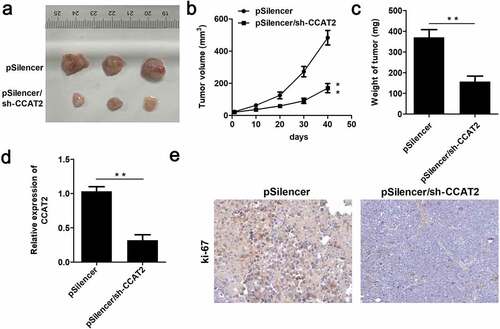 Figure 3. CCAT2 inhibits the growth of CC cells in nude mice. HeLa cells were transfected with psilencer, and psilencer/CCAT2 was separately injected into the dorsal aspect of 6-week-old nude mice. (a) The tumors in the two groups are depicted. (b) Plot showing the survival curve of the tumors. (c) The weights of the tumors were measured. (d) The expression of CCAT2 in the tumors detected by qPCR. (e) The expression of ki-67 in the tumors assessed by immunohistochemistry (IHC) studies. **p < 0.01, compared with pSilencer group