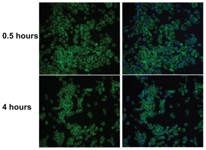 Figure 5 Fluorescence microscopy images showing internalization of NCI-H460 cell treated with coumarin 6-labeled poly(l-γ-glutamylglutamine)-paclitaxel nanoparticles (1 mg/mL) at 37°C for 30 minutes and 4 hours. On the left, the green-labeled corresponds to fluorescent poly(l-γ-glutamylglutamine)-paclitaxel loaded with coumarin 6. On the right, merged images of the nuclei stained with DAPI (blue) and of the cells uptake of coumarin 6-loaded poly(l-γ-glutamylglutamine)-paclitaxel (green).Notes: The results are representative of three independent experiments. Magnification 200×.