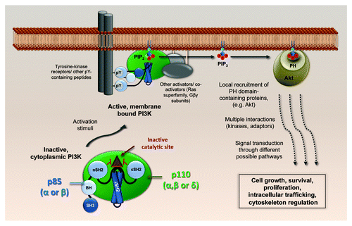 Figure 1. Physiological activation of class IA PI3K. The p110-p85 heterodimers, cytoplasmic in their basal state, dock to cellular membranes upon activation of various signal receptors, including receptor tyrosine kinases. A conformational change in p85 relieves the p110 catalytic site from inhibition by the p85 SH2 domains, and PtdIns(3,4,5)P3 is generated. Akt (and others with pleckstin homology (PH) domains) bind to PtdIns(3,4,5)P3 and build up local signaling platforms for multiple cellular pathways. SH3, Src-homology 3; BH, breakpoint-cluster region homology; nSH2, N-terminal Src-homology 2; iSH2, inter-SH2; cSH2, C-terminal Src-homology 2.