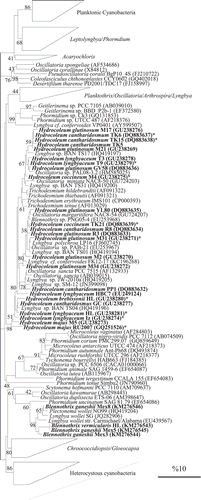 Fig. 21. 16S rRNA gene-based phylogenetic reconstruction based on ML methods, showing the affiliation of Hydrocoleum populations obtained from Mayotte, Tulear, Iz, Gran Canaria and two herbarium specimens together with Blennothrix ganeshii populations and previously published sequences. Accession numbers are indicated in parentheses. The scale bar shows 10% sequence divergence. Sequences obtained in this study are marked in bold. Short sequences are marked with ’*’.