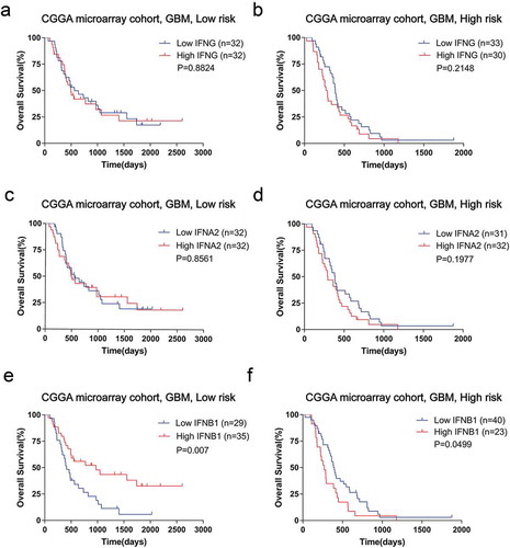 Figure 6. Survival analyses stratified by interferon showed heterogeneity between low and high-risk group of CGGA microarray cohort. There were no significant survival differences in the low or high risk groups when stratified by IFNG (A and B) or IFNA2(C and D). E, In the low-risk group, the high IFNB1 group showed a benefit survival compared with low IFNB1 expression patients. F, In the high-risk group, there was a shorter survival of high IFNB1 expressing patients.