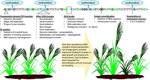 Figure 3. Means by which DNA mutations are incurred spontaneously in plants. Although many naturally occurring mutations have no observable effect on plant growth and appearance, some do, and it is these that are important for plant adaptation and the breeding of new crop cultivars using traditional techniques. DNA, deoxyribonucleic acid; TE, transposable element.