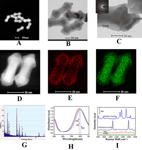 Figure 2 Characterization of Au-AgNSs (A) SEM image and (B) TEM image (C) Partially enlarged HRTEM and SAED image (the left inset image) (D) HAADF-STEM image (E) Au and (F) Ag elemental mapping of Au-AgNSs (G) EDX image of Au-AgNSs (H) UV–vis absorption spectrum of Au-AgNSs, Au-AgNSs@4-MBA and Au-AgNSs@4-MBA@HP1-1 (I) SERS spectra of 4-MBA, R6G, Au-AgNSs@R6G and Au-AgNSs@4-MBA.