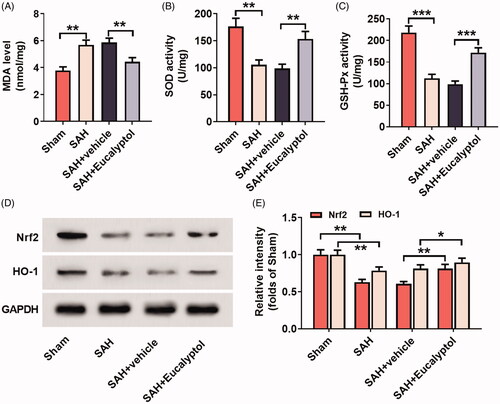 Figure 5. EUC’s effects on SAH-induced oxidative stress. EUC was dissolved into corn oil, and then the intraperitoneal injection (100 mg/kg) was performed 1 h before SAH and 30 min after SAH, respectively. (A–C) The MDA content, SOD and GSH-Px activity in brain tissues in rats of each group was determined (n = 3); (D–E) Western blot analysis was employed to detect the protein expression of HO-1 and Nrf2 in brain tissue of the rats of each group (n = 3). *p < 0.05, **p < 0.01 and ***p < 0.001.