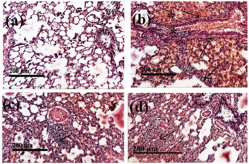 Figure 8. The stained (H&E; 200 X) histological sections examination of rats lungs of different groups compared to control group, (a): Negative control group (I); (b): Group II (Positive control) received HgCl2 (1 mg/kg) for 15 days; (c): Group III was treated with HgCl2 (1 mg/kg) + F7 (100 mg/kg) for 15 days (d); Group IV was treated with HgCl2 (1 mg/kg) + Free SM (100 mg/kg) for 15 days.