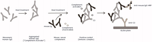 Figure 1. Preparation of the positive control. The positive control was used as quality control in the enzyme-linked immunosorbent assay (ELISA). Mouse serum containing mouse immunoglobulin (Ig) and inactivated complement was incubated with heat-aggregated human IgG (“Complement Activator”) to stimulate complement activation by the classical complement pathway. Monomeric mouse IgG was able to bind to aggregated human IgG, leading to formation of complement bound hIgG-mIgG complexes. Display full size HRP (horse radish peroxidase) signal.