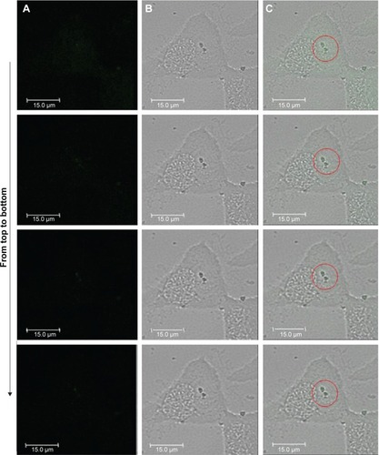 Figure 6 Laser scanning confocal microscopic images of four consecutive sections from the middle toward the bottom of the cell treated with lys-NDs.Notes: (A) Fluorescence images, (B) brightfield images, and (C) overlay of fluorescence and brightfield images. From top to bottom represents the z-positions of the sections analyzed being 21, 20, 19 and 18th in the descending order (intervals of 0.38 µm). Excitation was performed using 476 nm wavelength laser source, and emission was collected from 492 nm to 677 nm wavelengths. Red circles highlight the presence of lys-NDs in the cellular cytoplasm.Abbreviations: lys-NDs, lysine-functionalized NDs; NDs, nanodiamonds.