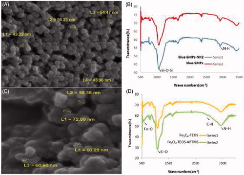 Figure 1. (A) The SEM image of blue-SiNPs. Spherical shape and 43–56 nm; (B) FTIR spectrum of blue-SiNPs (top) and blue-SiNP-NH2 (bottom). The band at 2945 cm−1 in the blue-SiNP-NH2 is assigned to the N–H of the silica; (C) The SEM image of PMNPs, 58–72 nm, uniform and spherical; (D) FTIR spectrum of Fe3O4-TEOS (top) and Fe3O4-TEOS-APTMS (bottom). The band at 2923 cm−1 is assigned to C–H of the Fe3O4-TEOS-APTMS. The band at 3450 cm−1 refers to the N–H stretching vibration. Bands around 3430.7 and 1630 cm−1 are assigned to amide groups.