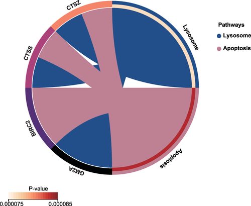 Figure 6 KEGG analysis results of hub genes. Circle plots showed the KEGG pathways enriched by the hub genes.