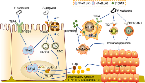 Figure 2 Oral-intestinal microbes induce inflammation and help create an immunosuppressive environment, which are beneficial to CRC tumorigenesis. After colonization of the gut, F. nucleatum activates the NF-κB cascade pathway through TLR4 to increase expression levels of MiR-21 and inflammatory cytokines. P. gingivalis activates P2X7R, allowing the panX-1 hole to open and microbial molecules to flow in. Subsequently, P. gingivalis activates NF-κB through TLR4 to increase pro-IL-1β transcription levels, and that recruit tumor-infiltrating myeloid cells, and activate NLPR3 and AIM2 inflammasome to promote maturation of pro-IL-1β into IL-1β, causing an inflammatory microenvironment conducive to CRC progression. Moreover, F. nucleatum promotes the polarization of M2- Mφ dependent on TLR4, which involves the IL-6/P-STAT3/C-MYC and TLR4/NF-κB/S100A9 cascade signaling pathway. P. gingivalis also has weak M2- Mφ polarization. M2- Mφ polarization inhibits anti-tumor immunity. F. nucleatum binds TIGIT and CEACAM1 on T cells and NK cells to inhibit secretion of IFN-γ and CD107a degranulation, thus creating an immunosuppressive microenvironment.