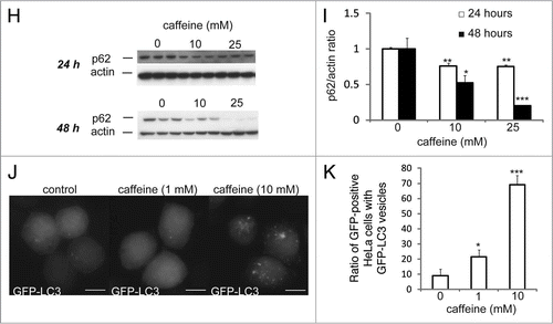 Figure 1H–K Caffeine increases autophagic flux in various cell lines. (H and I) SH-SY5Y cells treated with various concentrations of caffeine for 24 or 48 hours were analyzed by immunoblotting with antibodies against p62 and actin. Densitometry analysis of p62 levels relative to actin (I) was performed using three independent experiments. (J and K) HeLa cells stably expressing EGFP-LC3 were treated with various concentrations of caffeine for 24 hours and analyzed using confocal microscopy. The percentage of EGFP-positive HeLa cells with >5 EGFP-LC3 vesicles was assessed (K) described previously in reference Citation43. Error bars, S.D.; *p < 0.05; **p < 0.01.