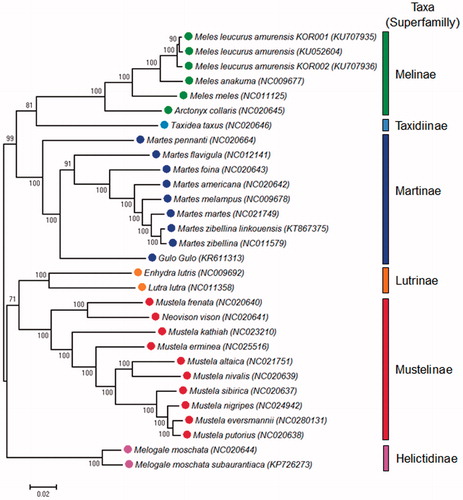 Figure 1. Phylogenetic tree of mustelids using the complete sequences of mitogenomes. Colours of labelled circles indicate superfamily of the species. Characters in blankets indicate GenBank accession numbers of each mitogenome sequence.