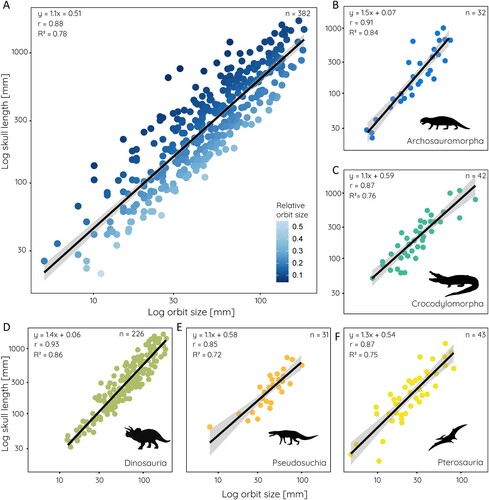 FIGURE 2. Scatterplots of orbit size against skull length for: A, all sampled species; B, non-archosaurian archosauromorphs; C, crocodylomorphs; D, dinosaurs; E, pseudosuchians; and F, pterosaurs. Equation from phylogenetic generalized least square regression, r- and R2-values, and sample size given for each.