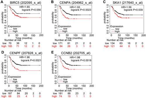 Figure 5 Prognostic values of mRNA expression levels of the core genes in patients with triple-negative breast cancer (Kaplan–Meier analysis). (A) Association of BIRC5 with RFS in TNBC. (B) Association of CENPA with RFS in TNBC. (C) Association of SKA1 with RFS in TNBC. (D) Association of CENPF with RFS in TNBC. (E) Association of CCNB2 with RFS in TNBC.