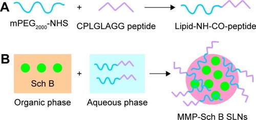 Figure 1 Synthesis of PEG lipid and MMP-targeting peptide conjugate (A); preparation of MMP-Sch B SLNs (B).Abbreviations: PEG, polyethylene glycol; MMP, matrix metalloproteinase; Sch B, schisandrin B; SLNs, solid lipid nanoparticles.
