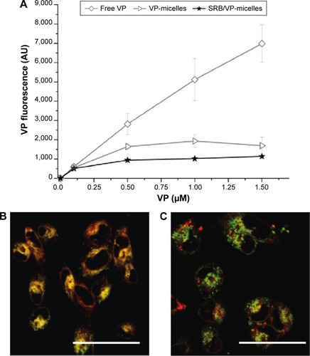 Figure 8 Uptake and intracellular localization of VP formulations.Notes: (A) Flow-cytometry measurements of VP uptake after 24 hours of cell incubation with increasing concentrations of free VP, VP micelles, or VP/SRB micelles. Confocal microscopy images of MDA-MB231 cells incubated with free (B) or VP-loaded (C) micelles (red fluorescence) for 24 hours and stained with the endoplasmic reticulum probe ER-Tracker green (green fluorescence). Clear colocalization between the probe and VP fluorescence is visible exclusively in (B). Scale bar: 50 μm.Abbreviations: VP, verteporfin; SRB, sorafenib.