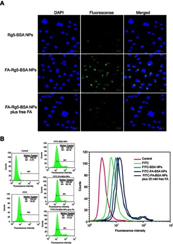 Figure 8 The cellular uptake of FITC-labeled NPs treated with MCF-7 cells for 3 hrs was observed by CLSM (A) and flow cytometry (B).Note: Magnification 40× and scale bar is 50 µm.Abbreviations: BSA, bovine serum albumin; Rg5, ginsenoside Rg5; FA, folic acid; NPs, nanoparticles; FITC, fluorescein isothiocyanate; CLSM, confocal laser scanning microscopy.