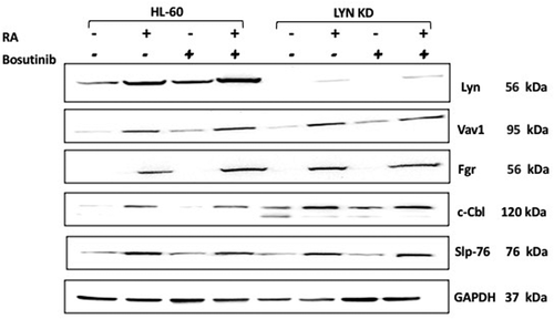 Figure 4. Regulation of putative differentiation regulating molecules in HL-60 wt versus Lyn KD cells by RA and Bosutinib. HL-60 wt and Lyn KD cells were untreated and treated with 1 µM RA, or 0.25 µM Bosutinib or 1 µM RA and 0.25 µM Bosutinib as indicated. Cells were cultured for 72 h, and the whole cell lysate was collected. Twenty-five microgram of lysate per lane was used. Western blots of SDS PAGE-resolved lysates were probed for Lyn, Vav 1, Fgr, c-Cbl, and Slp76 (n = 3 biological repeats). GAPDH was used as the loading control following the procedure described above