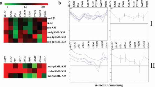 Figure 5. Transcription levels and HCL of nine target genes related to protein synthesis and secretion pathway in different strains at 96 h.