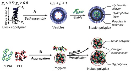 Figure 7 The scheme illustrated complexation between carrier (polyethylenimine [PEI] and vesicles) and plasmid DNA (pDNA). (A) shows the hydrodynamic and kinetic conditions for well-defined vesicle formation, pDNA condensing, and the properties of the corresponding stealth polyplex; (B) shows the polyplex formation by cationic PEI with pDNA and the corresponding size and surface properties of the polyplex.Note: The dimensions of the drawn polyplex do not reflect its real size.