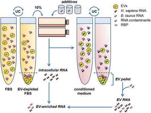 Figure 1. Ultracentrifugation of FBS does not remove all RNA or EVs, nor does ultracentrifugation of conditioned medium collect only cultured cell-derived RNAs or EVs.