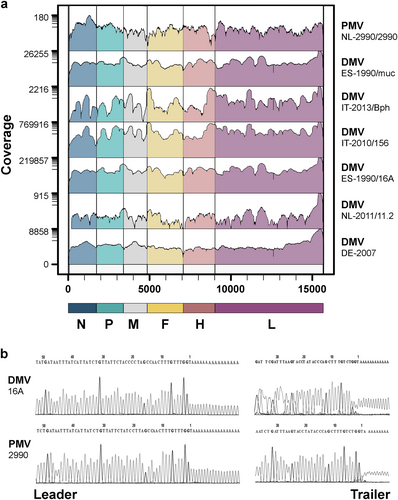 Fig. 1 Recovery of full-length CeMV sequences by NGS and RACE.a Genome coverage of wild-type CeMVs. The scale on the left indicates sequencing depth and genome regions are color-coded according to CeMV gene positions. b Sequencing chromatograms of leader and trailer regions of wild-type CeMV strains DMV-16A and PMV-2990 using RACE
