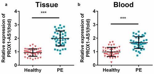 Figure 1. Levels of prospero homeobox 1-antisense RNA 1 (PROX1-AS1) were significantly elevated in the patients with preeclampsia (PE). (a) The expression levels of PROX1-AS1 in the placenta tissues of the patients with PE and the controls were tested using quantitative reverse transcription-polymerase chain reaction (qRT-PCR). (b) The expression levels of PROX1-AS1 in the blood samples of the normal pregnant women and those with PE were detected using qRT-PCR. ***P < 0.001