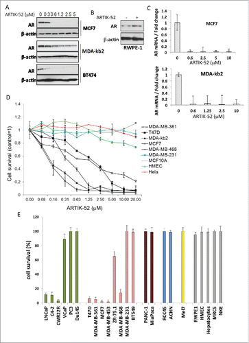 Figure 2. ARTIK-52 treatment causes reduction of AR levels and toxicity in AR expressing tumor cells. A. AR protein detected by western blotting in BC cells treated with indicated concentrations of ARTIK-52 for 24 h. B. Western blotting of extracts of normal prostate cells, RWPE-1, treated with 1 µM of ARTIK-52 for 24 h, stained with the indicated antibodies. C. AR mRNA levels detected using qPCR in BC cells treated with indicated concentrations of ARTIK-52 for 24 h. Error bars represent standard deviation between 3 replicates within one experiment. D. Survival of cells maintained with different concentrations of ARTIK-52 for 72 hours. Black lines correspond to AR positive tumor cell lines, colored lines – to AR negative tumor cell lines and non-tumor cells. Error bars represent standard deviation between 3 replicates in at least 2 different experiments E. Survival of cells treated with 5 µM of ARTIK-52 for 72 h. Untreated cells were taken as 100%. Green bars correspond to prostate cancer cells, pink – breast cancer cells, brown – pancreatic cancer, blue – renal cancer, yellow – melanoma, gray – non-tumor cells: RPWE-1 – prostate epithelial cell line, HMEC – primary mammary epithelia, MRC5 – diploid fibroblasts, NKE – kidney epithelial cell line. Error bars represent standard deviation between 3 replicates in at least 2 different experiments.