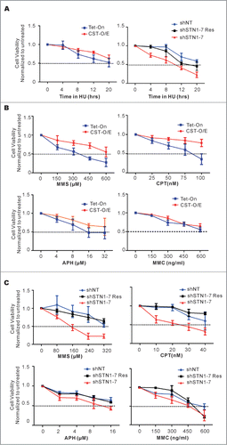 Figure 5. CST rescues cells from the cytotoxic effects of diverse DNA-damaging agents. (A) Cells were treated with 2 mM HU for the indicated times, released for 24 h and relative cell number determined by MTT assay. Left panel, results from CST-O/E and Tet-On control cells. Right panel, results from shSTN1 cells and shNT or shSTN1-Res control cells. (B and C) Cells were treated with the indicated concentrations of methyl methanesulfonate (MMS) for 8 h, camptothecin (CPT) for 16 h, aphidicolin (APH) for 8 h or mitomycin C (MMC) for 12 h, allowed to recover for 24 h and viability/proliferation measured by MTT assay. (B) Effect of drugs on over-expressing cells (CST-O/E) or control Tet-On cells. (C) Effect of drugs on shSTN1 or control shNT and shSTN1-Res cells. Each time point was assayed in triplicate and the data are shown as the mean ± S.D from 3 or 4 independent experiments. For each cell line, the value of the untreated sample was set at 1.