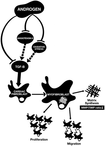 Figure 1. Mechanisms of the anti-fibrotic effects of androgen on the heart. Androgen suppresses the differentiation of cardiac fibroblasts to cardiac myofibroblasts through blocking the effect of angiotensin II, alleviating the pro-fibrotic properties of oxidative stress and down-regulating the signal pathway of TGF-β. MMP: matrix metalloproteinases; TIMP: tissue inhibitors of metalloproteinases.