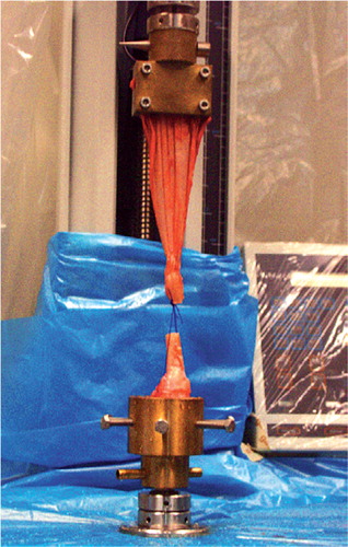 Figure 2. Test specimen in custom-made clamps at the moment of failure.