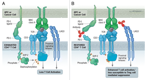 Figure 1. Combinatorial immunotherapeutic approaches for the treatment of recurrent tumors. (A) Interaction of the inhibitory receptors PD-1 and LAG-3 on CD4+ T cells with PD-L1 and MHC class II molecules, respectively, on antigen-presenting cells (APCs) and tumor cells leads to the de-phosphorylation of the T-cell receptor (TCR) and T-cell exhaustion. This corresponds to a robust decrease in T-cell proliferation, cytokine production and cytotoxic activity. (B) PD-L1-blocking antibodies reinvigorate T-cell activity (at least in part) by restoring TCR phosphorylation, while the blockade of LAG-3 either inhibits the immunosuppressive functions of regulatory T cells (Tregs) in a direct fashion or renders CD4+ effector T cells less susceptible to Tregs.