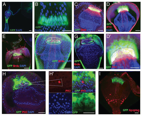 Figure 1 The molecular markers expression and proliferation in cardia. (A,B) The cardia of a Stat92E-GFP fly was stained with GFP (green) and DAPI (blue). (B) The high magnification of (A). (C) The cardia of a Stat92E-GFP fly was stained with GFP (green) and Odd (red) antibodies. (D, D′) the cardia of a wg-Gal4 UAS-GFP fly was stained with GFP (green) and Ptc (red) antibodies and DAPI (blue). (D′) A high magnification picture of (D), in which a part of wg-Gal4 UAS-GFP and anti-Ptc co-localize (yellow—highlighted by blue dashed line). (E) The cardia of a Stat92E-GFP fly was analyzed after five days of BrdU pulse for cell proliferation. F/M junction cells outlined by a white dotted line; anti-GFP (green), anti-BrdU (red), and DAPI (blue). The red arrows show the cell proliferation at anterior midgut region, white arrow shows the cell proliferation at foregut region (F) The Stat92E-GFP-positive cells are proliferating at the F/M junction after five days of BrdU pulse and five days chase period. Only the Stat92E-GFP-positive F/M junction cells retain BrdU, outlined by a white dotted line; anti-GFP (green), anti-BrdU (red), and DAPI (blue). (G) The cardia of a Stat92E-GFP fly was analyzed after five days BrdU pulse and 17 days chase. All BrdU-labeled cells at the F/M junction were gone. The cardia was stained with anti-GFP (green), anti-BrdU (red), and DAPI (blue). The F/M junction cells are outlined by a white dotted line (H, H′) the wg-Gal4 UAS-GFP flies were stained with phospho-histone H3 antibody, which labels only a rare population of cell with small nuclei (highlighted in white box; anti-PH3, red; anti-GFP, green; and DAPI, blue). (I) wg-Gal4 UAS-GFP flies were stained with anti-GFP and Apoptag kit to detect dead cells. Anterior is at the top in all panels. Scale bars: 50 µm (A); 5 µm ( B, D′ H′); 10 µm (C, D, E, H, I); 20 µm (F, G).