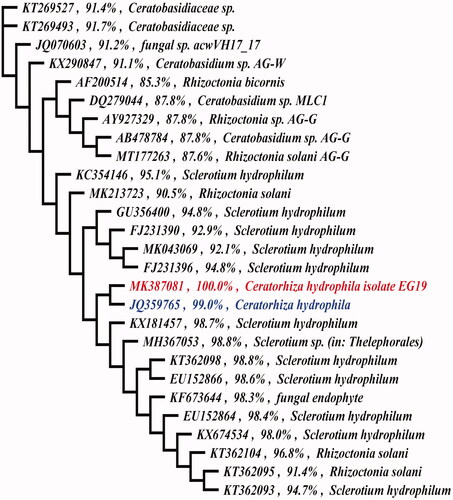 Figure 2. Maximum likelihood tree showed that Ceratorhiza hydrophila isolate EG19 (MK387081) had a high similarity of 99% toward Ceratorhiza hydrophila isolate SR6 (JQ359765).