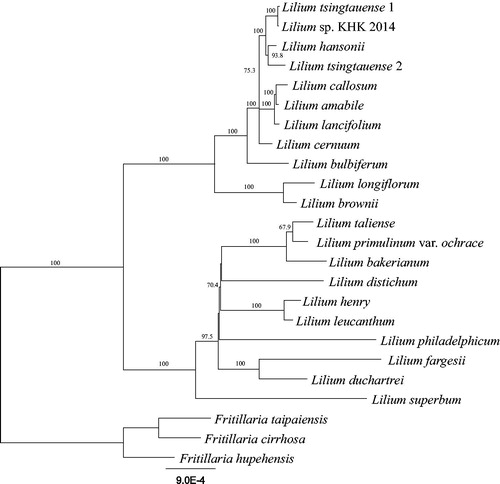 Figure 1. Maximum likelihood phylogenetic tree using 77 genes from 21 Lilium and 3 Fritillaria species. The Fritillaria species were used as outgroup. The numbers on the node refer to bootstrap values. Scale refers to substitutions per site.