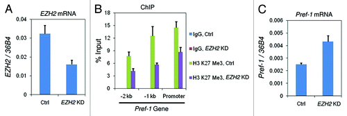 Figure 6. The decreased level of H3 K27 tri-methylation leads to de-repression of Pref-1 gene. Non-targeting control siRNA (Ctrl) or EZH2-targeting siRNA (EZH2 KD) were transfected into C3H 10T1/2 cells and cells were collected after 2 d to examine: (A) EZH2 mRNA levels by RT-qPCR; (B) histone H3 K27 tri-methylation levels at the promoter region of Pref-1 gene by ChIP; (C) Pref-1 mRNA levels by RT-qPCR. These results are the averages of three independent experiments, and the error bars indicate standard deviations.