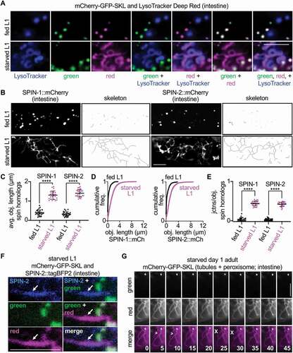 Figure 2. Starvation stimulates the formation of pexophagic, dynamic TLs from vesicular lysosomes. (A) Localization of LysoTracker Deep Red signal relative to green and red fluorescence in fed and starved mCherry-gfp-skl L1 animals. (B) Fluorescence in fed and starved spin-1::mCherry and spin-2::mCherry L1 larval animals, with corresponding skeleton images. (C) Quantification of average fluorescent object length in fed (n = 25) and starved (n = 25) spin-1::mCherry and spin-2::mCherry L1 larval animals. Mean ± SD. ****, p < 0.0001, unpaired t-test. (D) Cumulative frequency plots of fluorescent object lengths in fed and starved spin-1::mCherry and spin-2::mCherry L1 larval animals. (E) Quantification of junctions per object for fluorescent objects in fed (n = 25) and starved (n = 25) spin-1::mCherry and spin-2::mCherry L1 larval animals. Mean ± SD. ****, p < 0.0001, unpaired t-test. (F) Localization of SPIN-2::tagBFP2 at tubules (arrow) marked by the red, but not green, fluorophore of mCherry-GFP-SKL in starved L1 larval animals. (G) Time-lapse of green and red fluorescence in starved mCherry-gfp-skl animals at day 1 of adulthood. Time is in seconds. >, tubule formation; X, tubule breakage. Bars: 5 µm.