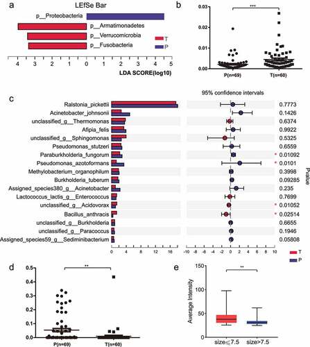 Figure 6. Differential analysis of bacteria content between tumor and paracancerous tissues. (a) Performance of the linear discriminant analysis (LDA) at the phylum level to estimate the magnitude of each species’ abundance effect on the differential expression. (b) qPCR validation of the differential abundance of the phylum Verrucomicrobia in a dependent cohort. (c) Species levels of the differentially expressed bacterium between tumor and paracancerous tissues. Multiple testing correction using two-tailed Wilcoxon test and FDR; *P value < .05; CI calculated by the bootstrap method using 95% CI. (d) qPCR validation for phylum Proteobacteria in a dependent cohort between tumor and paracancerous tissues. (e) The relationship between P. fungorum content (obtained by FISH fluorescence semi-quantitative) and tumor size (threshold set to 7.5 cm) was investigated using an independent cohort. T, tumor tissues; P, paracancerous tissues.