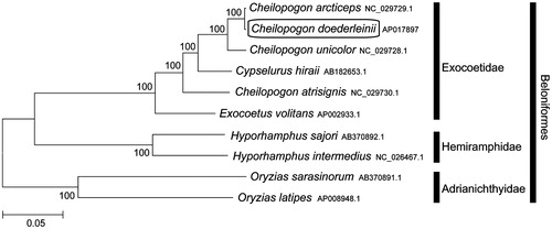 Figure 1. Phylogenetic position of C. doederleinii based on a comparison with the complete mitochondrial genome sequences of Beloniformes species. The analysis was performed using the MEGA 7.0 software. The accession numbers for each species are indicated after the scientific names.