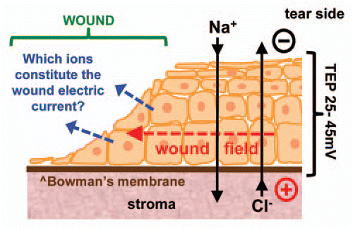 Figure 1 Which ions contribute to the wound electric current? The corneal epithelium transports Na+ and Cl− to generate and maintain a transepithelial potential difference (TEP). Injury breaks the epithelial barrier and collapses the potential at the wound (left). The positive potential in the surrounding intact epithlium drives ion current flow out of the wound (blue arrows) and forms laterally-orientated wound electric fields (red arrow) with the wound the cathode. These fields initiate and promote healing by stimulating cell migration into the wound.