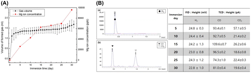 Figure 3. (A) The amount of formed gas measured daily for 30 days and Mg ion concentration measured every 5 days during immersion in EBSS for 30 days, and (B) Gas component analysis measured by (a) FID and (b) TCD during immersion in EBSS for 30 days.